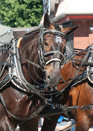 203-2014FreedomFestParade